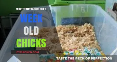 Optimal Brooder Temperature Guide for 6-Week-Old Chicks