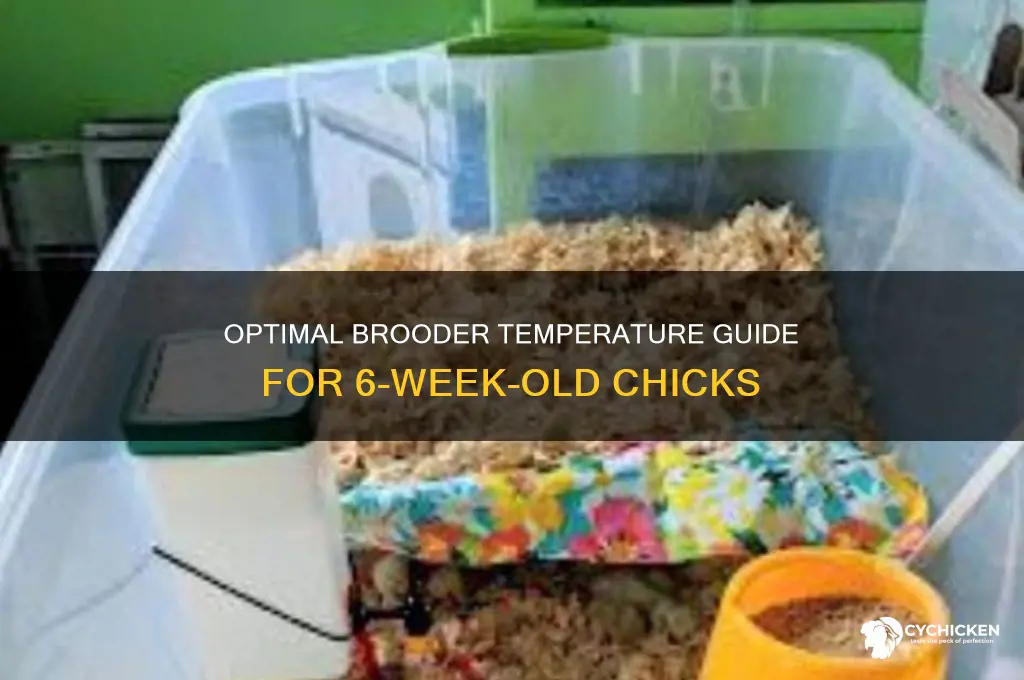what temperature for 6 week old chicks