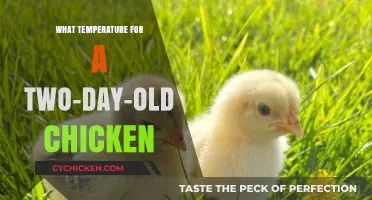 Optimal Temperature Guide for Caring for Two-Day-Old Chickens