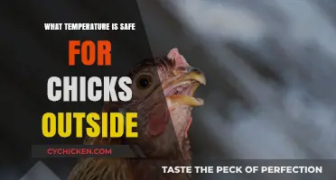 Safe Outdoor Temperatures for Chicks: A Beginner's Guide to Care