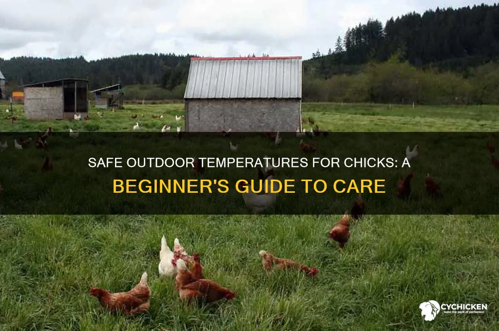 what temperature is safe for chicks outside