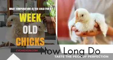 Cold Chicks: Safe Temperatures for Young Birds