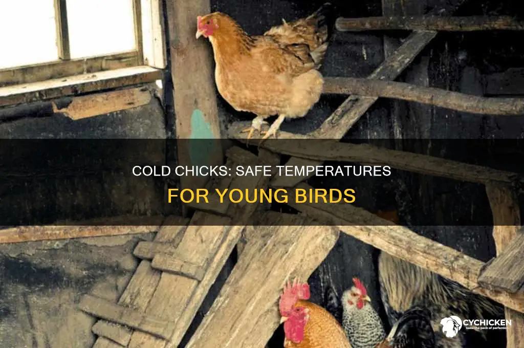 what temperature is too cold for 6 week old chicks