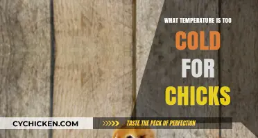 Chicks and Cold Weather: When Temperatures Become Too Low