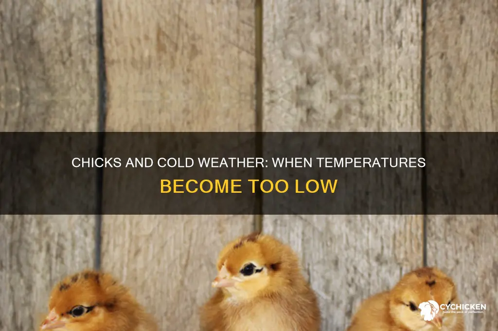 what temperature is too cold for chicks