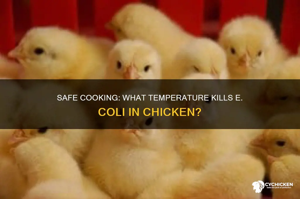 what temperature kills e coli in chicken