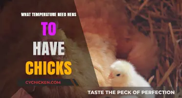 Optimal Temperature Conditions for Hens to Successfully Hatch Chicks