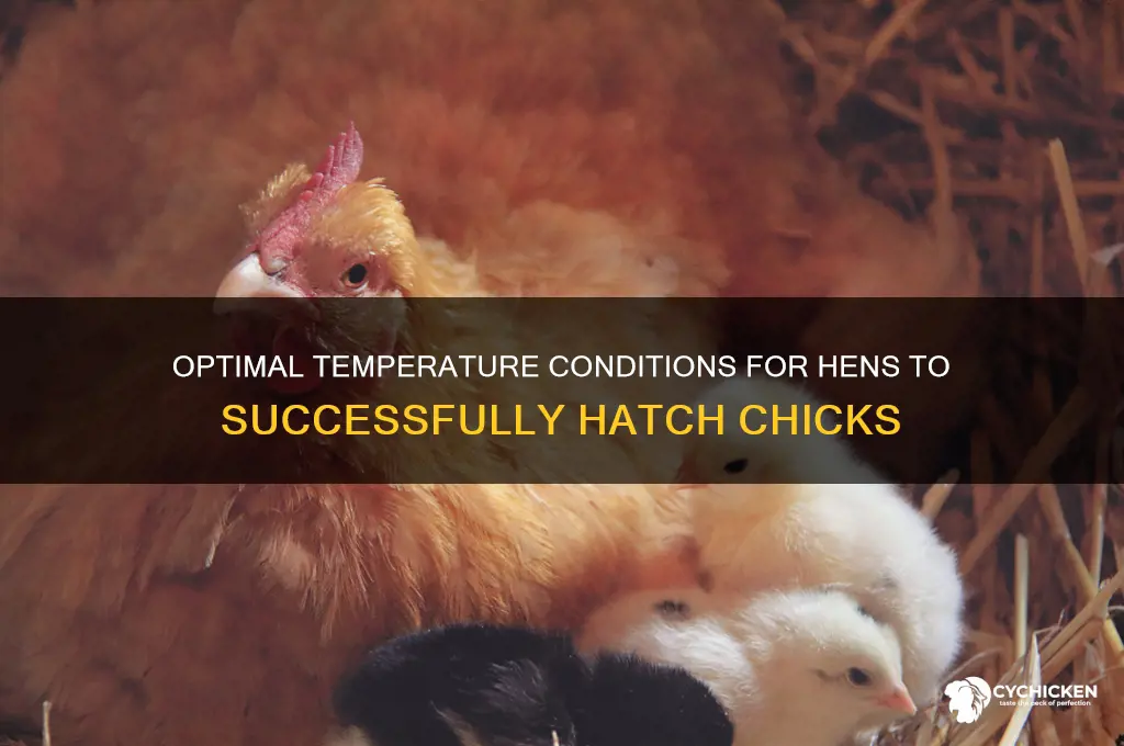 what temperature need hens to have chicks