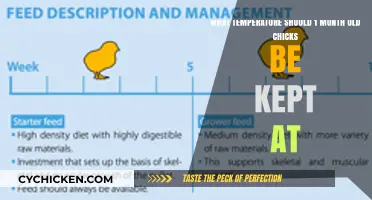 Ideal Temperature for One-Month-Old Chicks