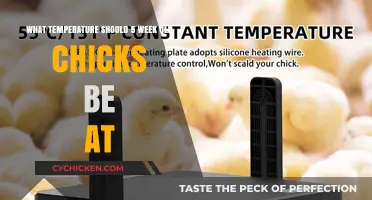 Ideal Temperature for Five-Week-Old Chicks