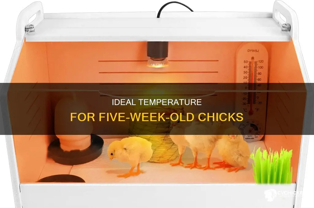 what temperature should 5 week old chicks be at