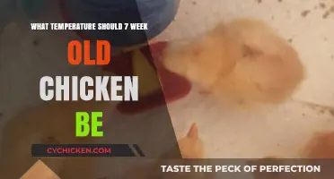 Ideal Brooder Temperature for 7-Week-Old Chickens: A Complete Guide
