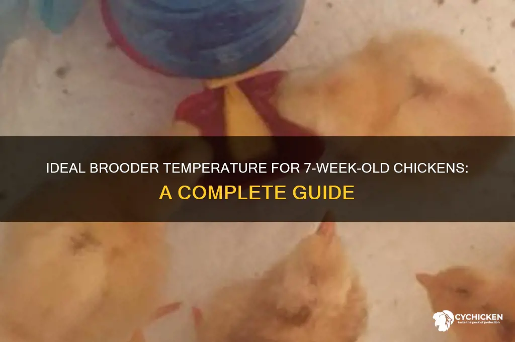 what temperature should 7 week old chicken be