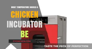 Optimal Chicken Incubator Temperature Guide for Successful Hatching