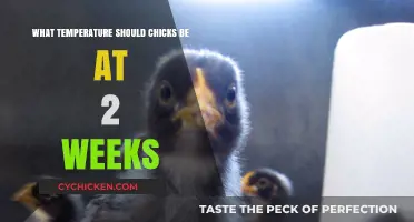Optimal Brooder Temperature for 2-Week-Old Chicks: A Guide