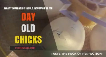 Incubator Temperature for Day-Old Chicks: The Ideal Range