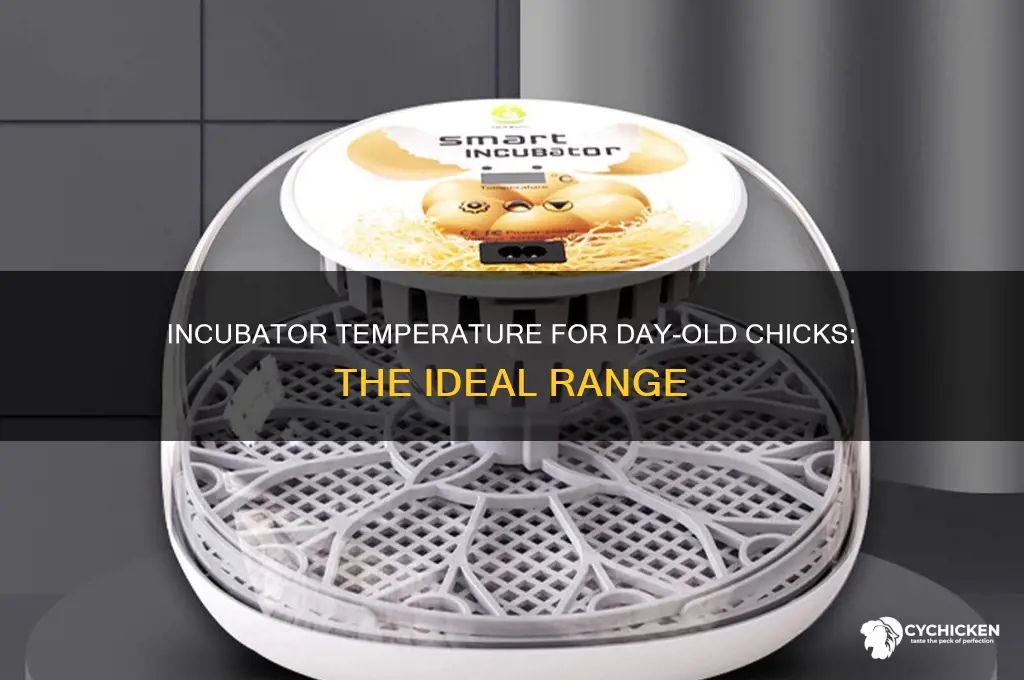 what temperature should incubator be for day old chicks