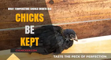Optimal Brooder Temperature for Month-Old Chicks: A Complete Guide