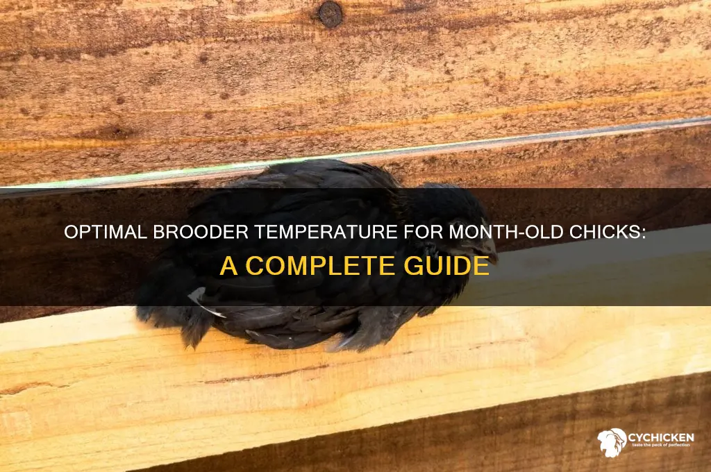 what temperature should month old chicks be kept