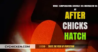 Incubator Temperature Post-Hatch: The Ideal Climate for Chicks