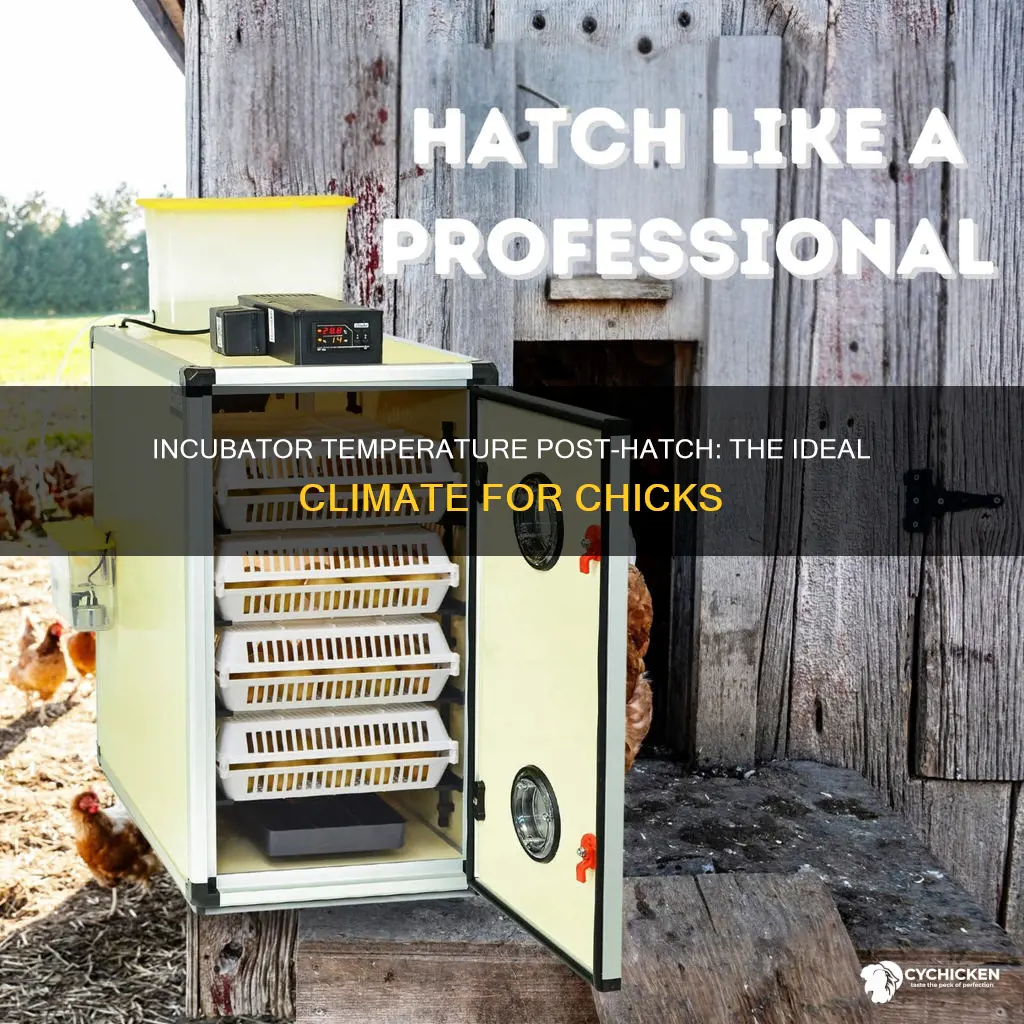 what temperature should the incubator be at after chicks hatch