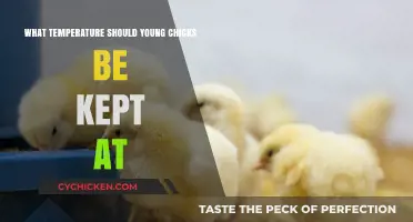 Optimal Brooder Temperature for Healthy and Happy Young Chicks