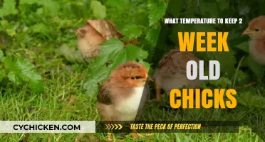 Ideal Brooder Temperature for Healthy 2-Week-Old Chicks: A Guide