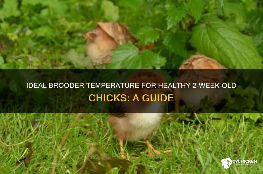 what temperature to keep 2 week old chicks