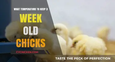 Ideal Brooder Temperature for 3-Week-Old Chicks: A Complete Guide