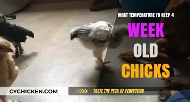 Optimal Brooder Temperature Guide for 4-Week-Old Chicks