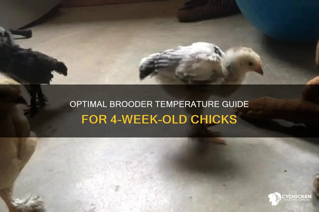 what temperature to keep 4 week old chicks