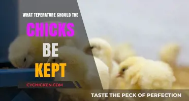 Optimal Brooder Temperature Guide for Healthy and Happy Chicks