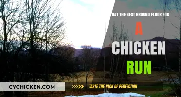 Chicken Runs: Best Ground Flooring Options