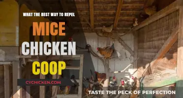Effective Strategies to Keep Mice Away from Your Chicken Coop