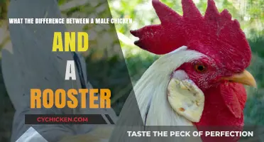 Roosters vs. Male Chickens: What's the Distinction?
