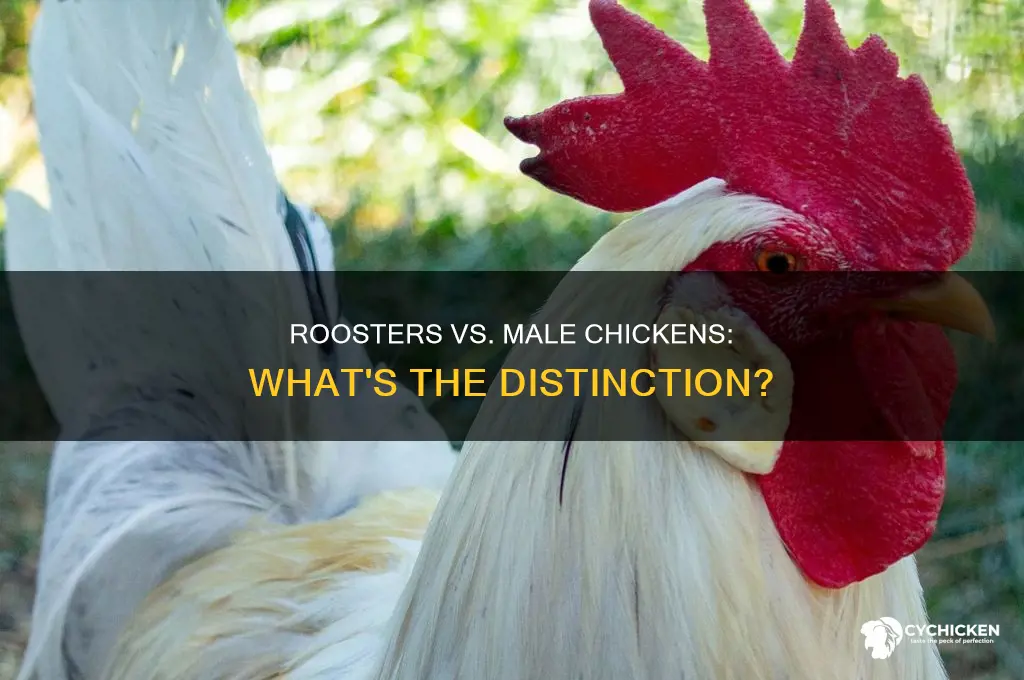 what the difference between a male chicken and a rooster