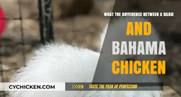 Silkies vs. Bahama: A Chicken Breed Face-off
