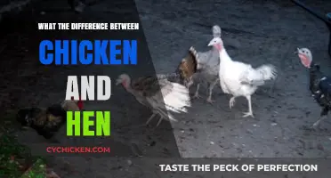 Chicken vs. Hen: Understanding the Key Differences and Uses