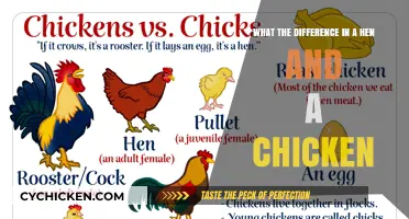 Understanding Hens and Chickens: The Key Differences