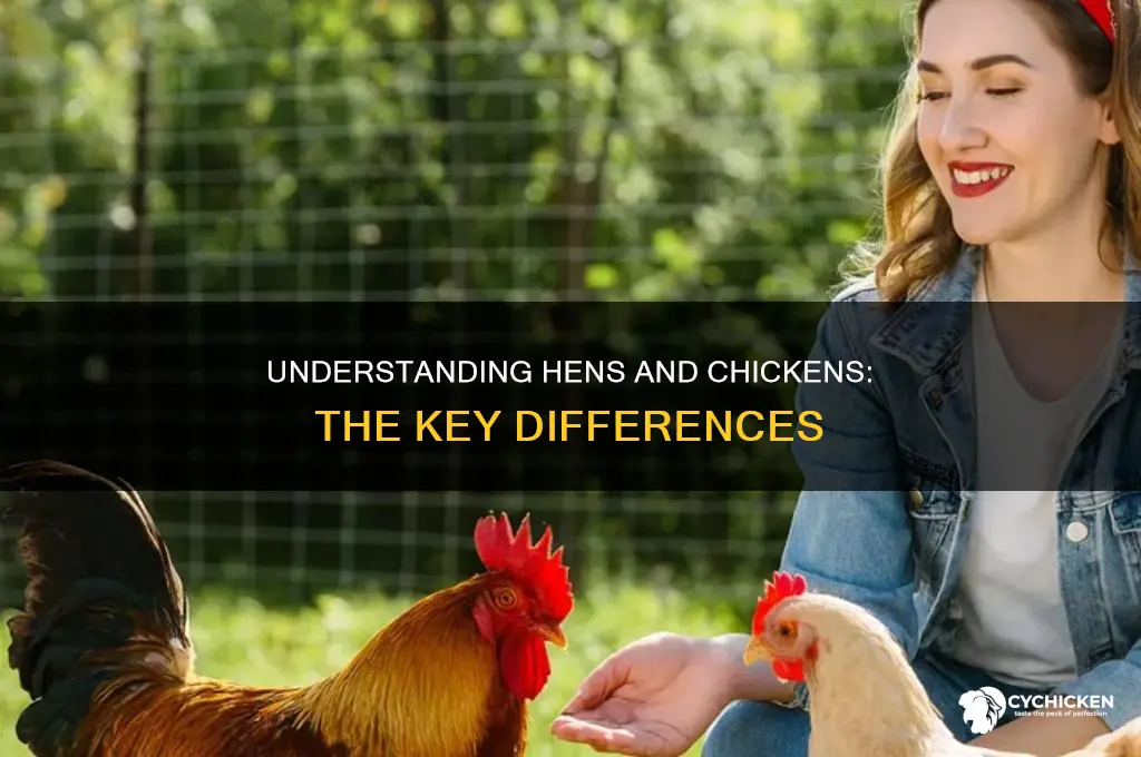 what the difference in a hen and a chicken