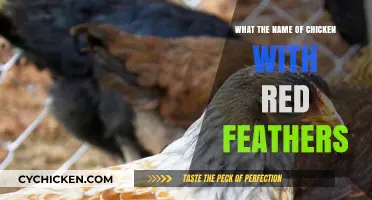 Discovering the Striking Red-Feathered Chicken Breed: A Complete Guide