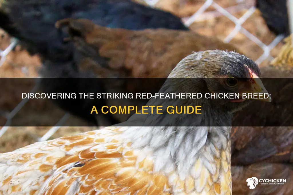 what the name of chicken with red feathers