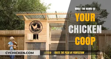 Cluckin' Quarters: Naming Your Chicken Coop with Personality
