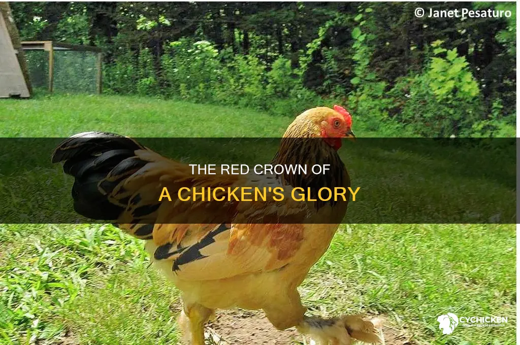 what the red part of a chicken head called