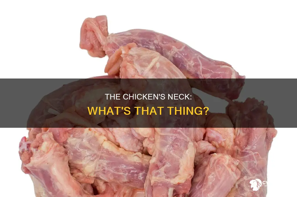 what the thing called that hangs from a chicken