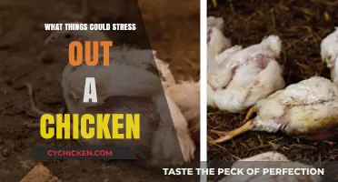 Clucks Under Pressure: Uncovering Common Stressors for Chickens