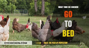 When Do Chickens Sleep? Understanding Their Bedtime Routine