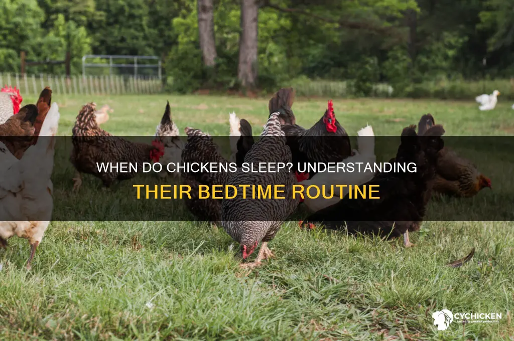 what time do chicken go to bed