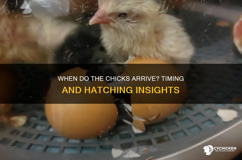 what time do the chicks come on