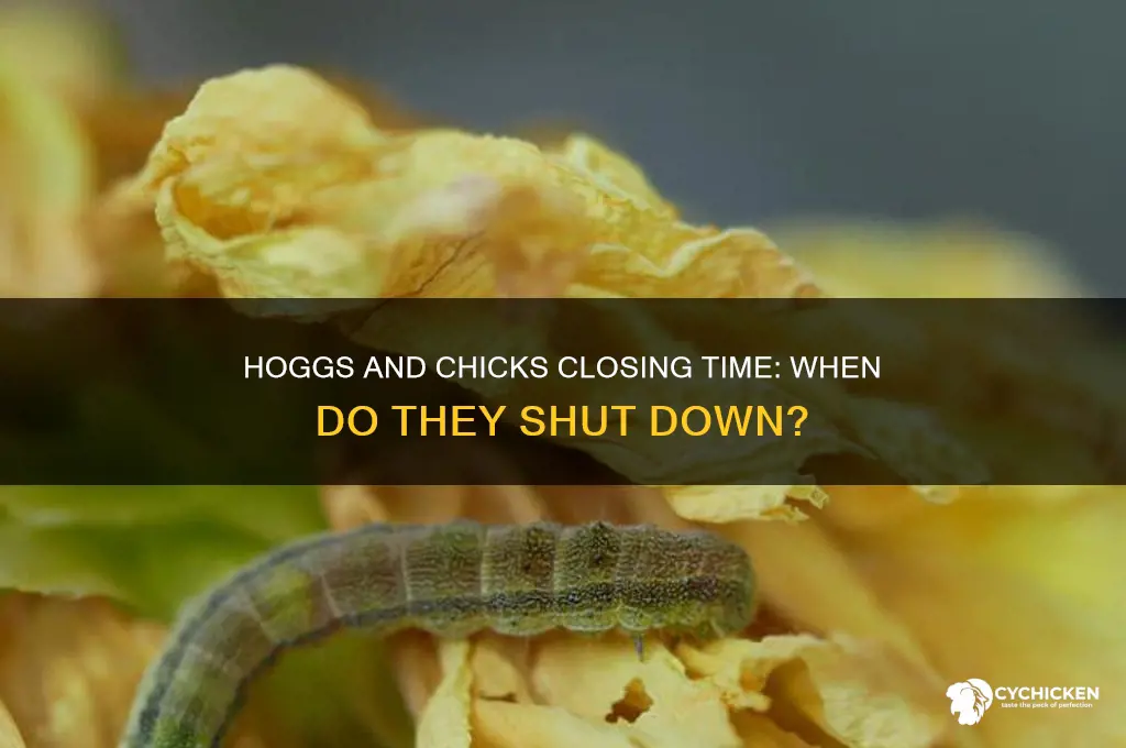 what time does hoggs and chicks close